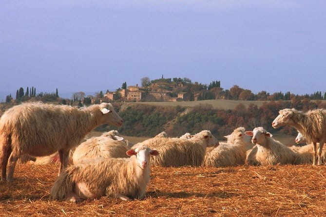 Authentic Pasta Class in Florence - Tasting with young Tuscan wine and a real meal format