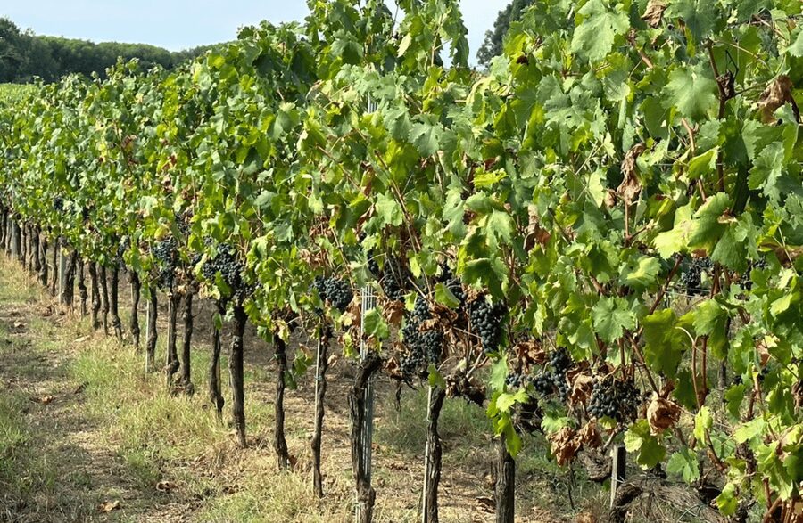 Boutique Winery Visit & Wine Tasting near Arezzo - Winery and cellar tour: what hand-harvest, tanks, and oak actually mean