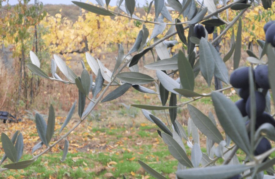 Boutique Winery Visit & Wine Tasting near Arezzo - Price and value: $41 for wine, olive oil, and a real guided tour