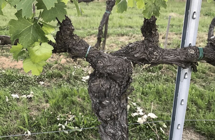 Boutique Winery Visit & Wine Tasting near Arezzo - How the 1-hour flow works: vineyard walk, cellar tour, 30-minute tasting