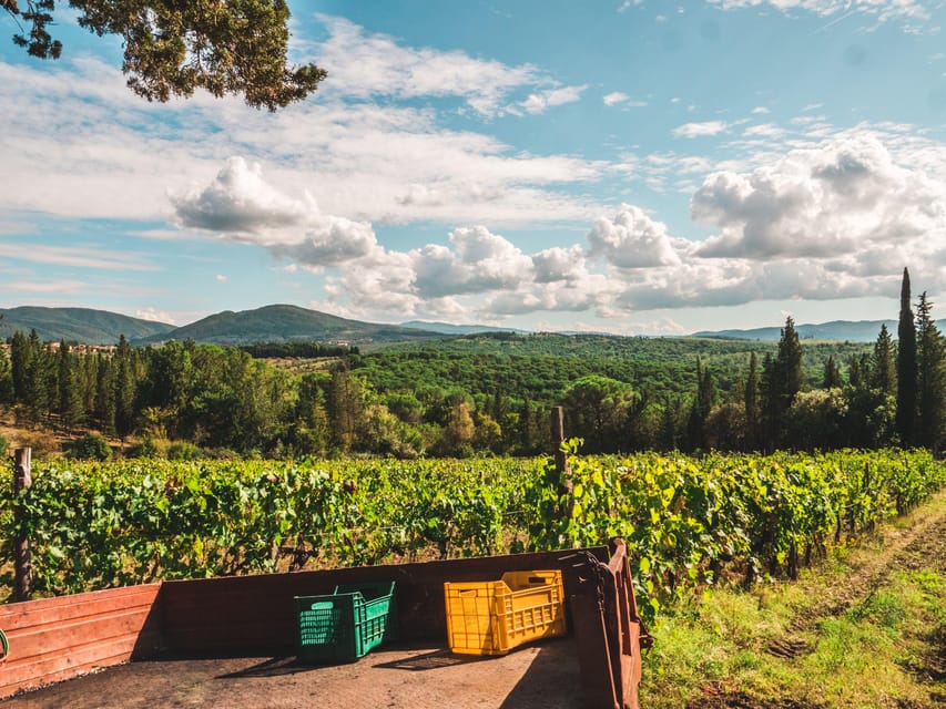 Chianti Organic wine tasting - Your tasting flight: Chianti Classico, Sangiovese rosè, Malvasia, Trebbiano orange, and olive oil