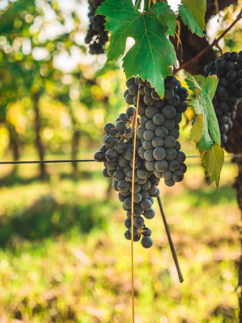 Chianti Organic wine tasting - Winery time: the cellar visit and how they make wine and olive oil