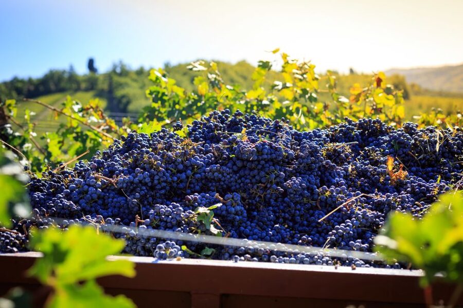 Chianti: Wine and Olive Oil Tasting with Cellar Tour - From Greve in Chianti countryside to a real Tuscan cellar