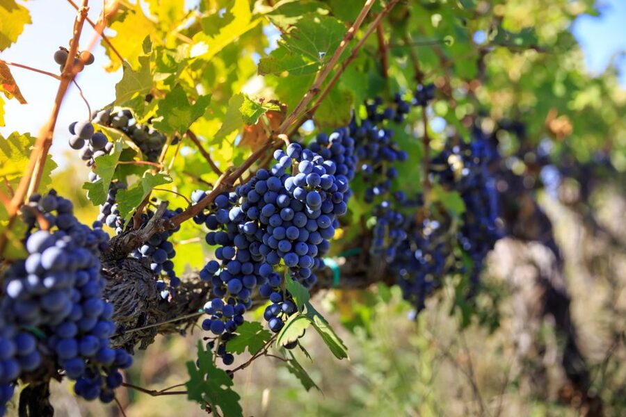 Chianti: Wine and Olive Oil Tasting with Cellar Tour - Price and time value for a short, focused stop