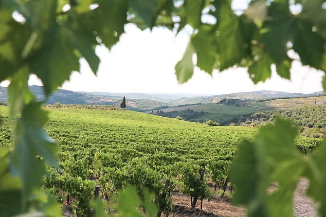 Chianti Wine Tour from Florence - What You Taste: 6 to 7 Wines, Plus Olive Oil and Balsamic