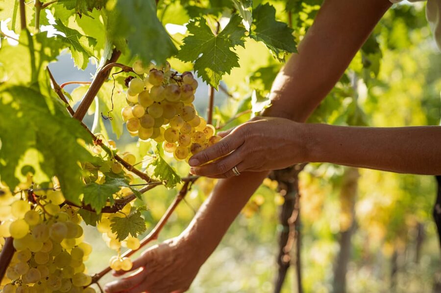 Cinque Terre: tasting in the cellar with visit to vineyards - Price and time: is $69 worth it?