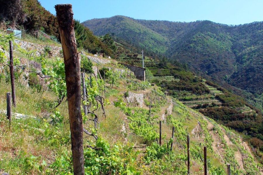 Cinque terre wine tour and tasting with the somelier - The 3-Wine Tasting With a Local Sommelier: Learn to Recognize Aromas and Sensations