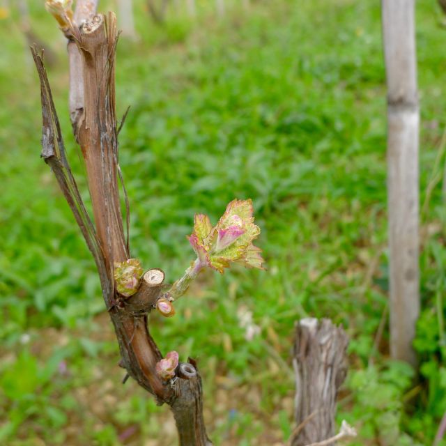 Cinque terre wine tour and tasting with the somelier - Focaccia and the Winery Setting: Where the Relax Part Actually Works
