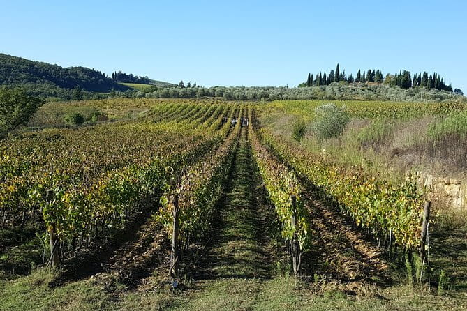 Discover Chianti Through its Wines - The Vineyard Walk Through Vines and Olive Fields