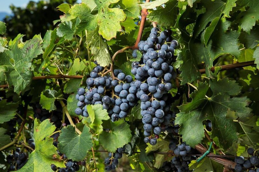 Exclusive Chianti Rufina Half-Day with lunch from Florence - Olive Oil Tasting: A Quick Taste of the Region Beyond Wine