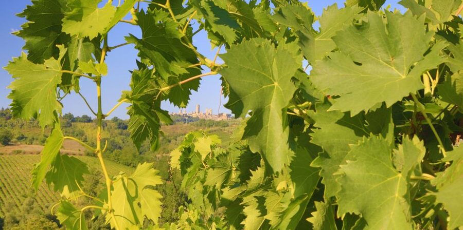 Florence: Chianti Villages, San Gimignano and Winery Tour - San Gimignano UNESCO towers: how the self-guided hour really feels