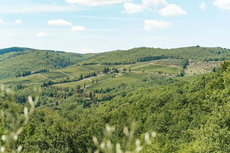 Florence: Chianti Wineries Tour with Wine Tasting - Should you book this Chianti wine tasting tour?