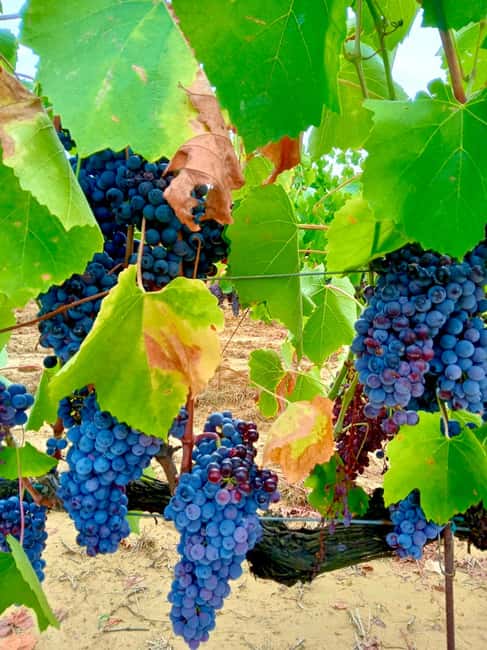 Florence: Countryside Tour with Wine Tasting & Pasta Class - Who this tour suits best, and who should think twice