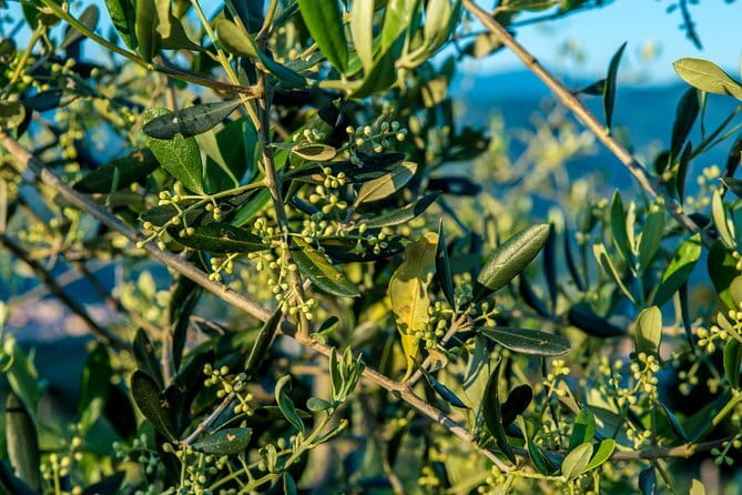Florence Food Tour: Home-Made Pasta, Truffle, Cantucci, Olive Oil, Gelato - Mercato Centrale: Olive Oil, Balsamic, Cantucci, Peposo, and Fresh Pasta