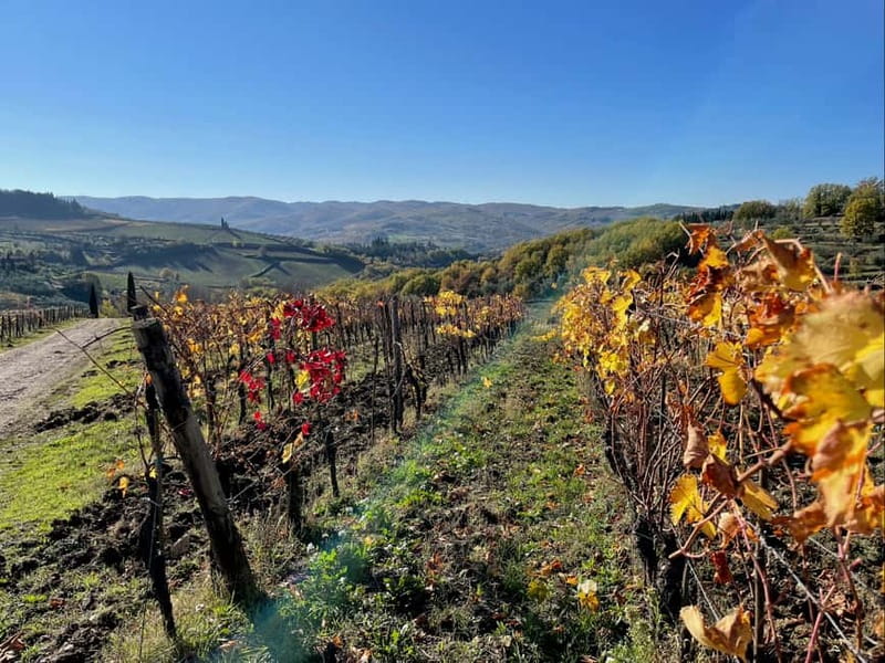 Florence: Hiking Tuscany & Chianti wine 3 wineries and lunch - Sustainability and Small Producers: Why This Feels More Real