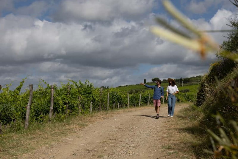 Florence: Hiking Tuscany & Chianti wine 3 wineries and lunch - Stop 2: Olive Groves to the Lunch and Second Tasting