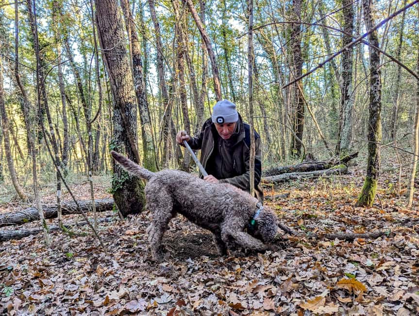 Florence: Truffle Hunt, San Gimignano, and Chianti Day Trip - Timing and logistics that matter on a 7-hour schedule