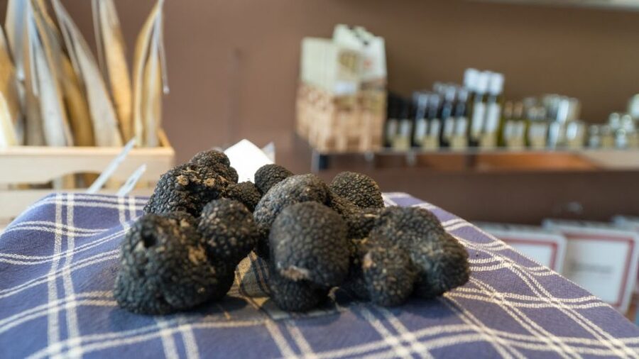 Florence: Truffle Hunting and Vinci with Lunch and Winery - Key points I’d circle before you go