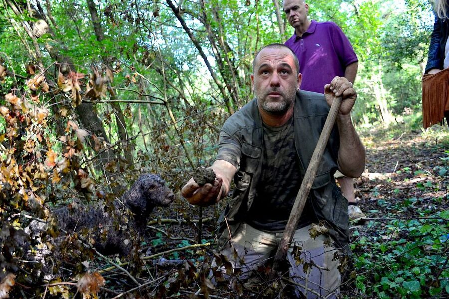 Florence: Truffle Hunting, Lunch, and Wine Tasting Tour - Who should book this Florence truffle hunt and wine tour