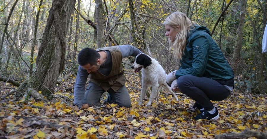 Florence: Truffle Hunting, Lunch, and Wine Tasting Tour - San Miniato and truffles: why this day trip works