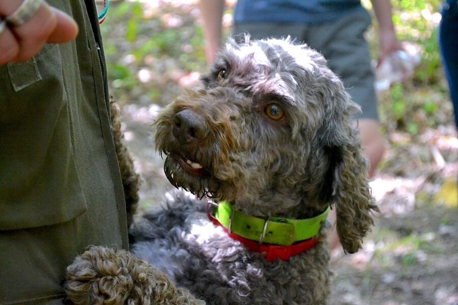 Florence: Truffle Hunting, Lunch, and Wine Tasting Tour - Lunch at a family-owned winery: where truffle flavor takes over