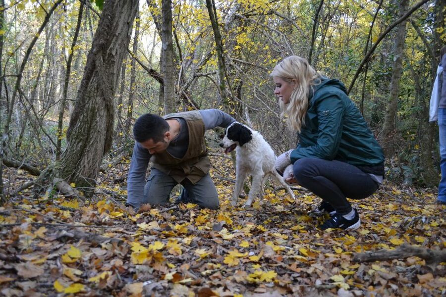 Florence: Truffle Hunting, Lunch, and Wine Tasting Tour - Price and value: does $353 make sense for 7 hours