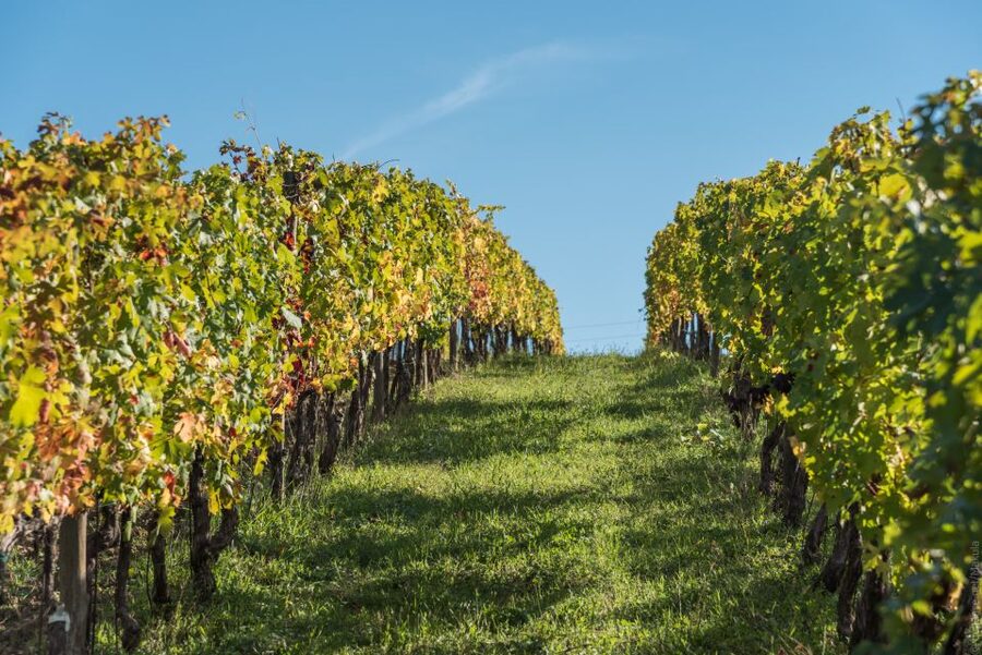 Florence: Tuscany Chianti Winery Private Day-Trip with Lunch - Price and value: what you’re paying for and where it pays off