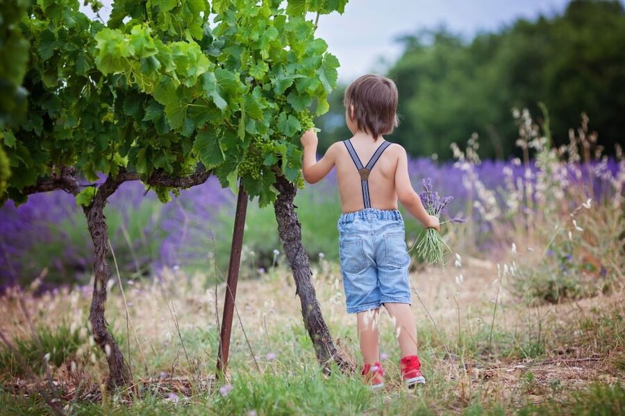 Florence: Wineries, Tastings, Lunch & San Gimignano Day Trip - San Gimignano walk time and gelato at gelateria Dondoli
