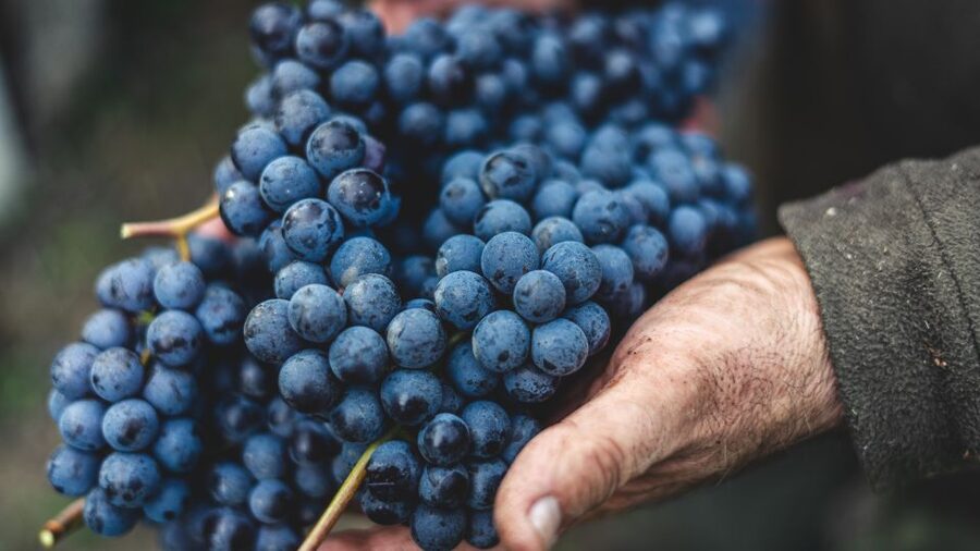 From Florence: Chianti Hills Half-Day Tour with Wine Tasting - Practical Tips Before You Go