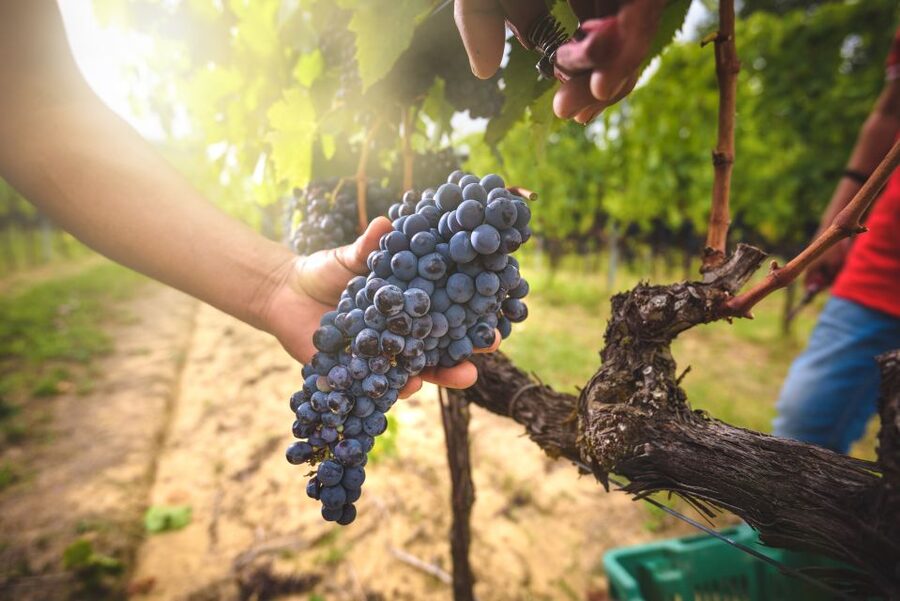 From Florence: Chianti, Montalcino & Montepulciano - Minivan - Chianti to Montepulciano in One Day: Why This Route Works