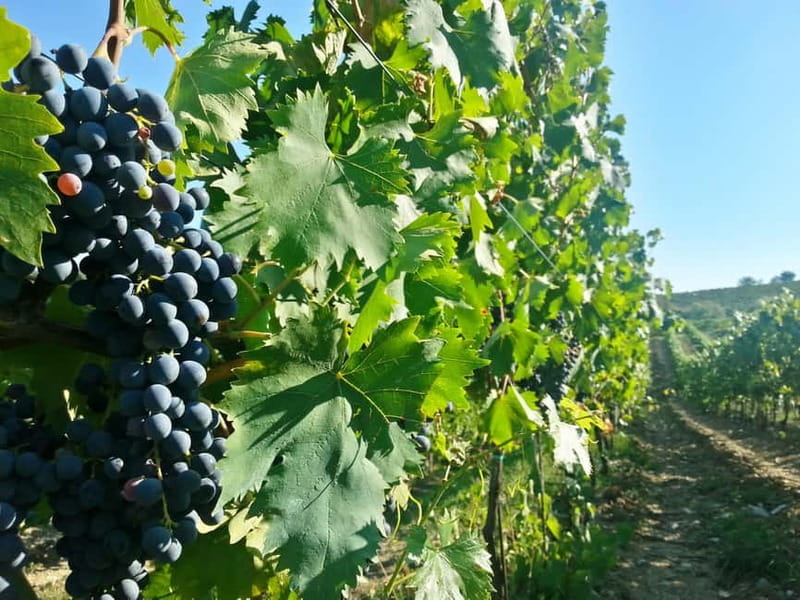 From Florence: Chianti Self-Guided Vespa Tour with Lunch - The return to Florence: finish with the countryside still in your head