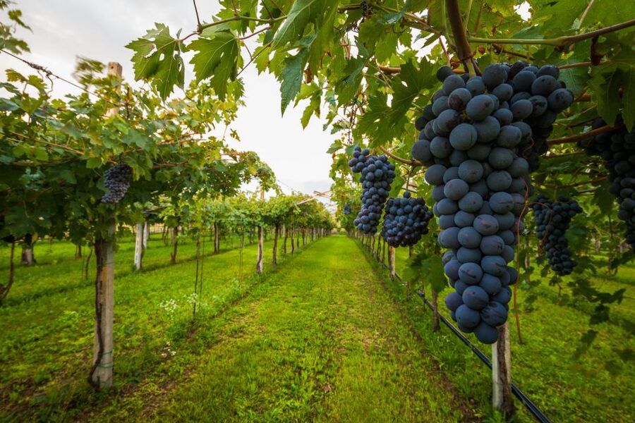 From Florence: Chianti Wine Tour with Tasting - Key things you will like about this Chianti tour