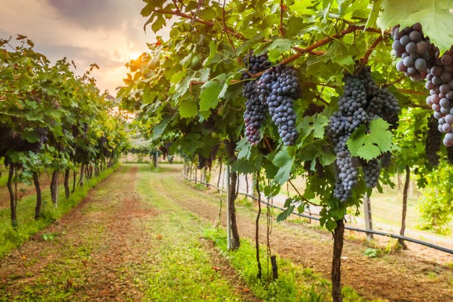 From Florence: Chianti Wine Tour with Tasting - Stop 1: your first cellar tour and Chianti tasting