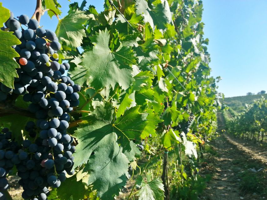 From Florence: Chianti Wine Tour with Tastings - Value for $62.63: What You Get for a Half-Day Price