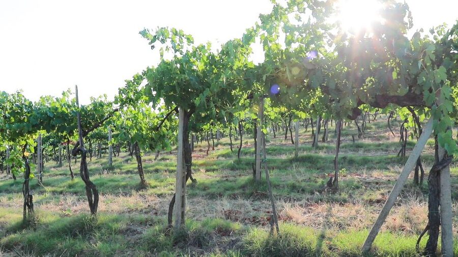 From Florence: Chianti Wine Tour with Tastings - What the Tour Feels Like: Guided, Social, and Not Too Rushed