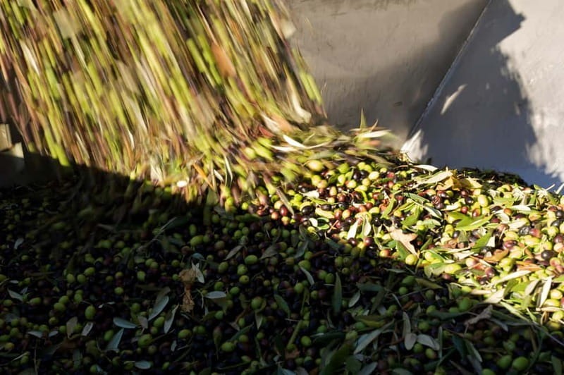 From Florence: Olive Oil Mill Tour and Tasting in Fiesole - Food and Wine on the Side (What You Should Expect)