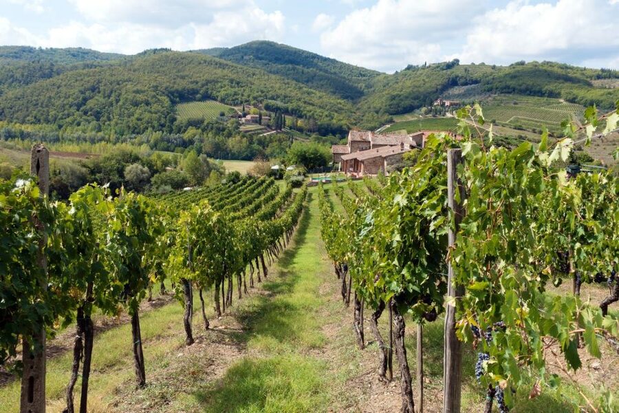 From Florence: Private Wine Tasting Tour in Chianti - Private pickup from Florence, then straight into the Chianti hills