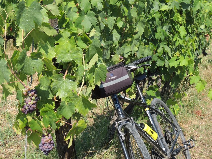 From Florence: Tuscan Hills Biking with Farm Tour and Lunch - A Few Smart Tips Before You Roll