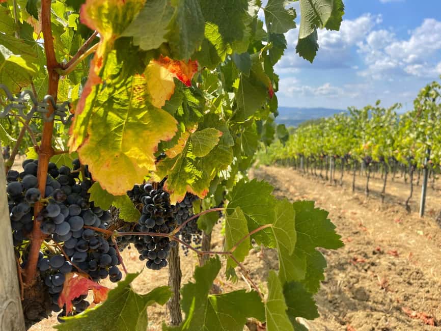 From Florence: Tuscany & San Gimignano Tour with 2 Tastings - Key things I’d put on your radar