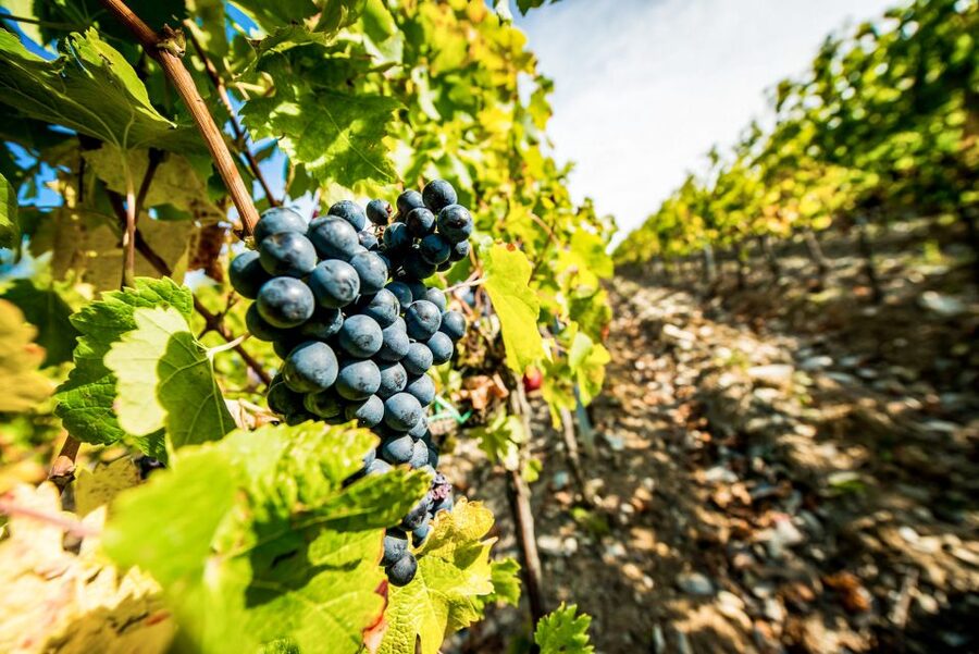 From Florence: Tuscany Wine & Food Tour with Guide - Winery stop 2: a hilltop estate and a lighter, more conversational pace