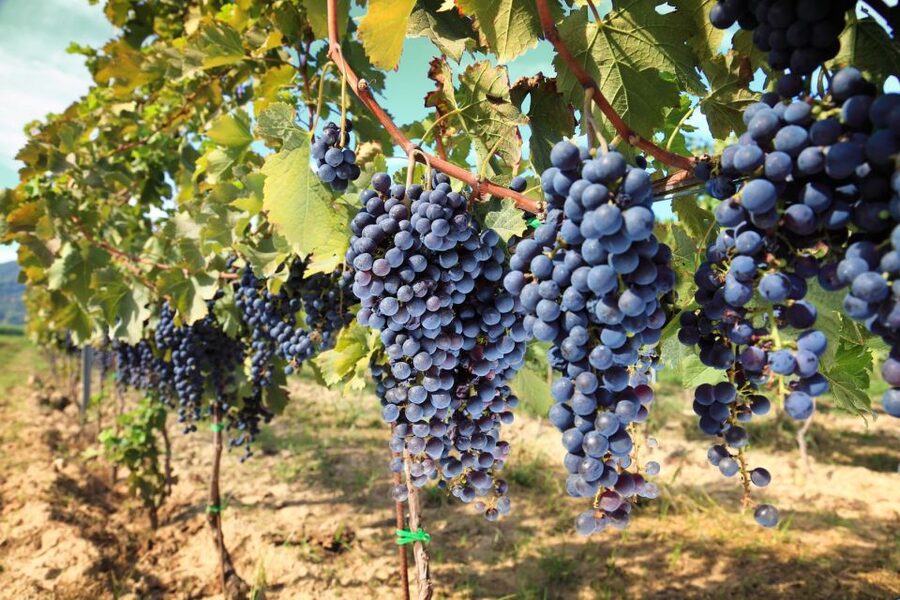 From Pisa or Lucca: Half-Day Tuscany Chianti Wine Tasting - Key things that make this half-day Chianti tasting worth it