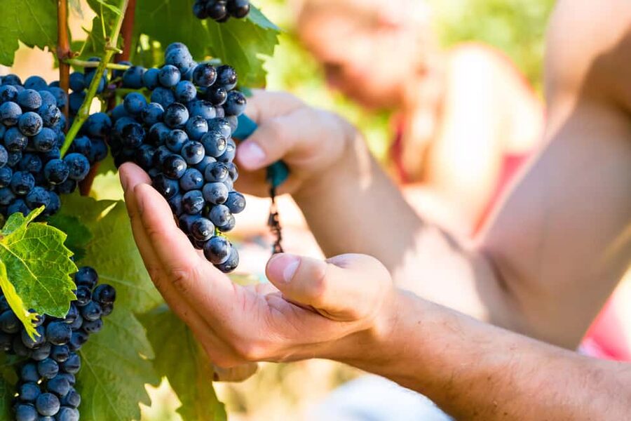 From Pisa or Lucca: Half-Day Tuscany Chianti Wine Tasting - Organic wine methods you can actually picture