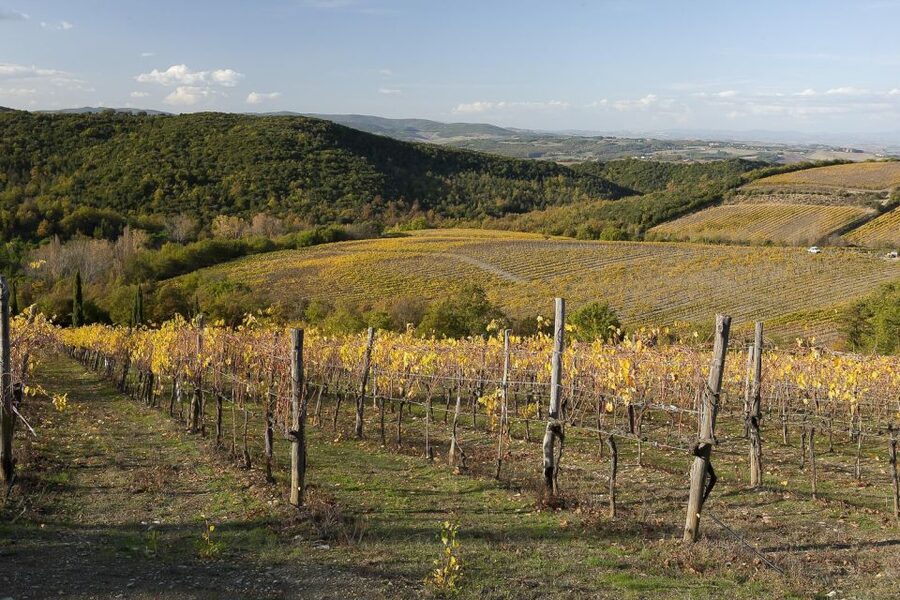 From Siena: Brunello di Montalcino Guided Wine Tour W/ Lunch - Montalcino town time: fortress views and shop-wandering