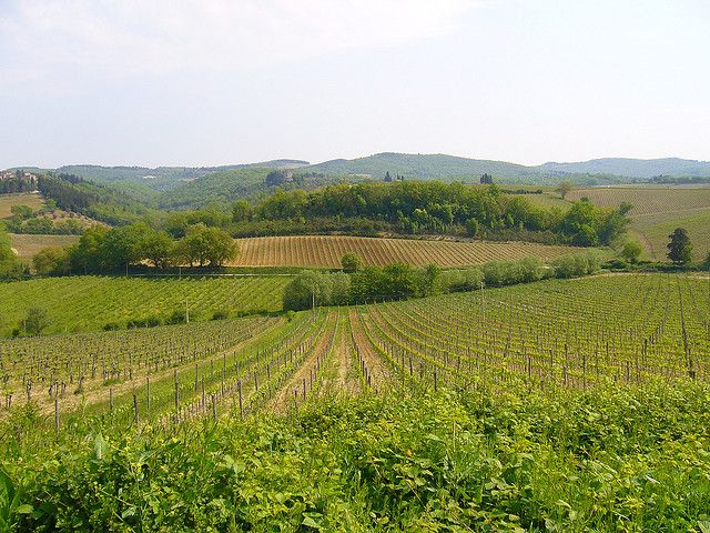 From Siena: Chianti and Castles Tour with Wine Tastings - What You’ll Learn Along the Way (Even If You Don’t Study Wine)