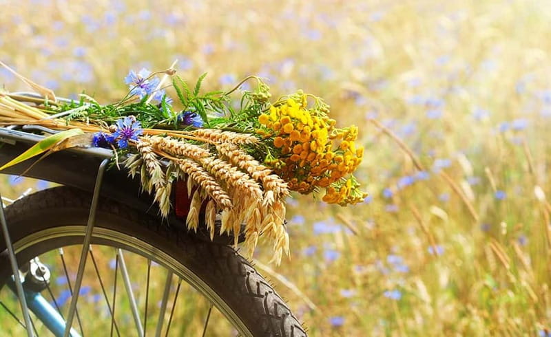 From Siena: Chianti Electric Bike Tour - Key highlights from the Chianti e-bike day