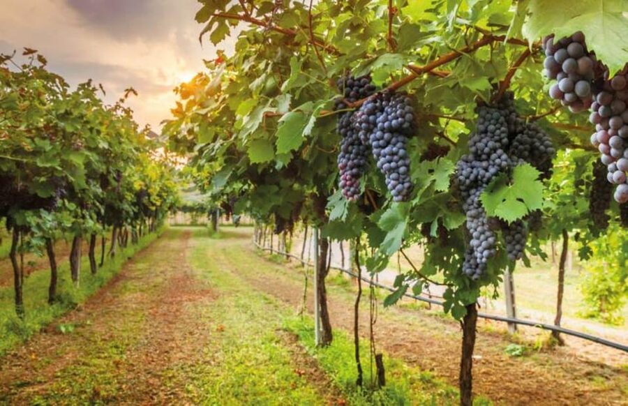 From Siena: San Gimignano, Chianti, and Montalcino Day Trip - Chianti winery visit: cellar tour, 4 wines, and a lot of pairing