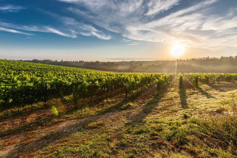 Half-Day Tour from Florence: Chianti Colors & Flavors - The Vineyard Stroll, Panoramic Terrace Photos, and Greve in Chianti