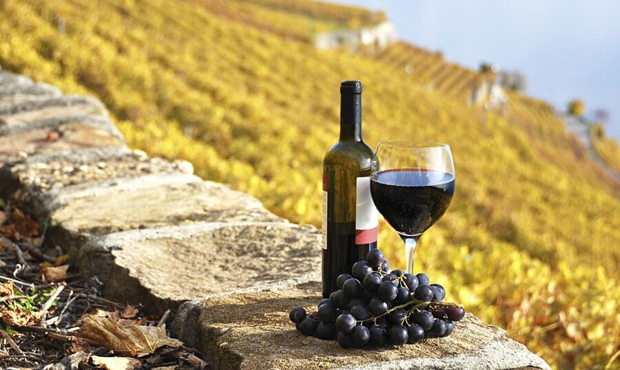Half-Day Tour from Florence: Chianti Colors & Flavors - Practical Comfort Tips Before You Go