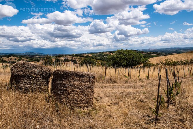 La Maliosa Farm Experience & Wine Tasting - What they explain about natural wines, historic grapes, and Metodo Corino