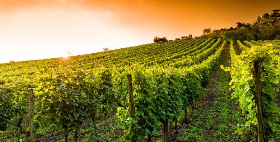 Lucca: Guided E-Bike and Wine Tour - Price and Value for a 3.5-Hour Lucca E-Bike Wine Day